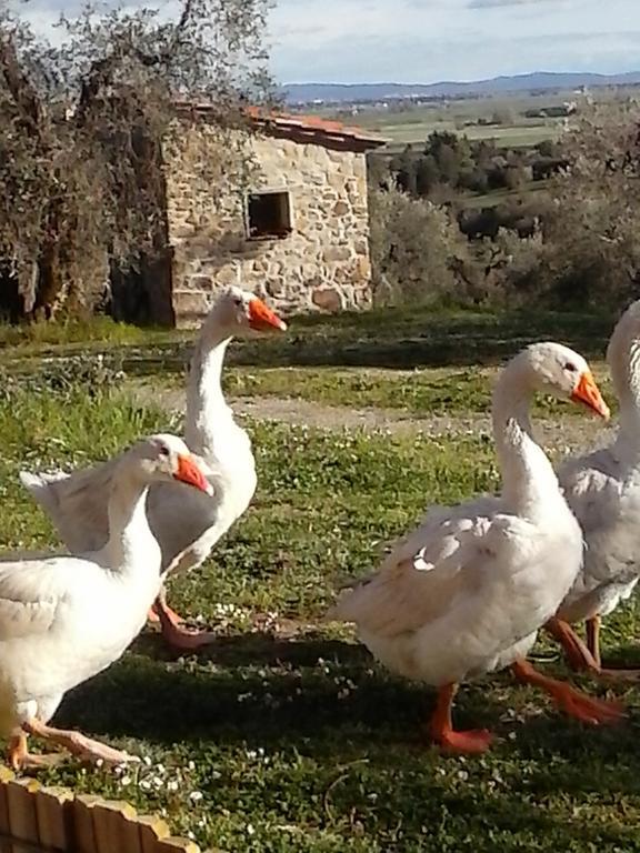 Macchiascandona Casetta Dell'Uliveto מראה חיצוני תמונה